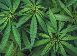 Fit und gesunde Ausstrahlung hanf um gesund und fit zu bleiben