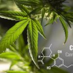 Cannabidiole zur Verbesserung der Gesundheit Cannabidiole