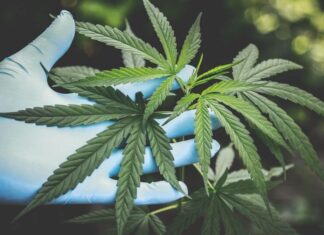 Tausendsassa Hanf Hanf