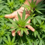 Nutzen von CBD-Öl und Produkten