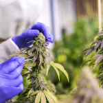 Ganzheitliche Medizin: Die Potenziale von medizinischem Cannabis entdecken Medizinisches Cannabis kann zum Beispiel chronische Schmerzen lindern.