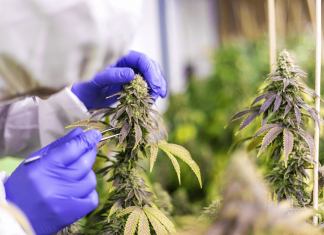 Ganzheitliche Medizin: Die Potenziale von medizinischem Cannabis entdecken Medizinisches Cannabis kann zum Beispiel chronische Schmerzen lindern.