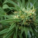 Einblicke in die Vielfalt der Cannabinoide: THC, CBD und HHC im Vergleich