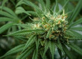 Einblicke in die Vielfalt der Cannabinoide: THC, CBD und HHC im Vergleich